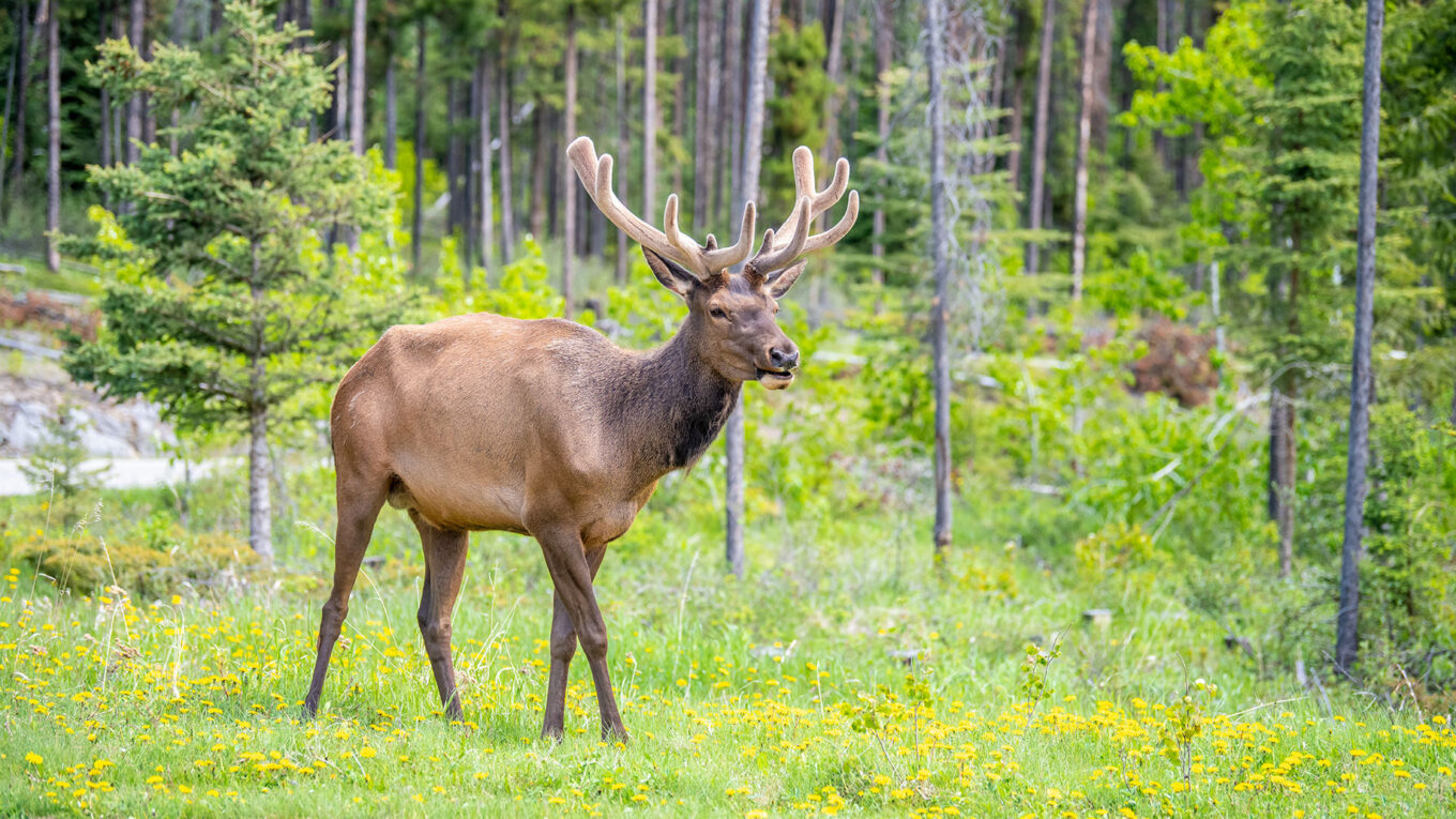 Elg i naturen tæt ved vejen - typisk syn på autocamperrejse gennem Jasper National Park.