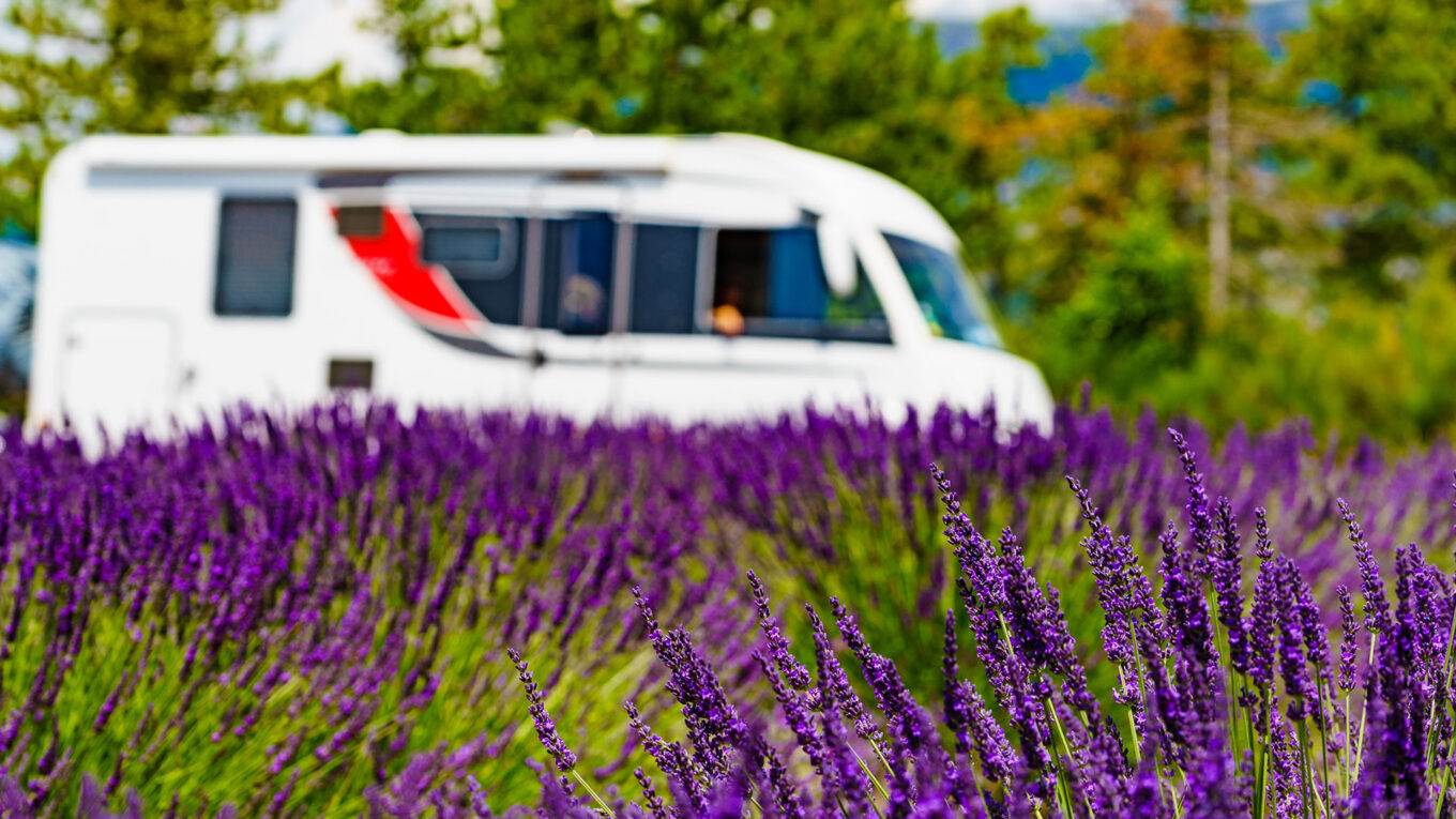 Autocamper parkeret ved farverige lavendelmarker i Provence under en sommerferie i Sydfrankrig med autocamper