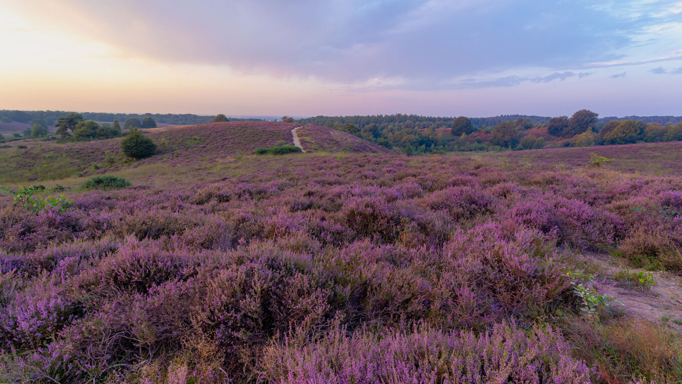 Veluwe nationalpark i Holland - lej en autocamper og oplev alle Hollands højdepunkter i en campervan eller autocamper.