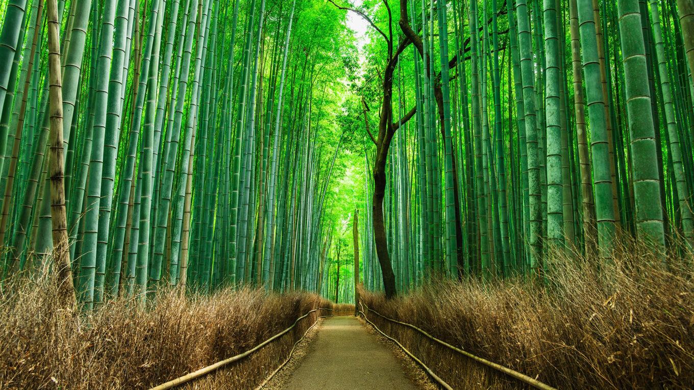 Japan - lej en autocamper og tag på en anderledes autocamperferie hvor du kommer langt væk fra de klassiske turistmål. Tag på camping i Japan.