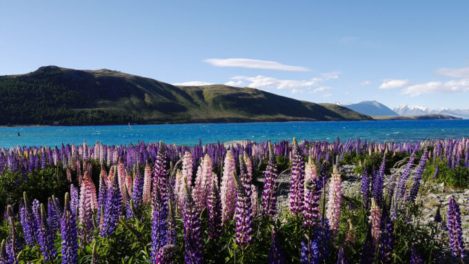 Farverige lupiner blomstrer langs bredden af Lake Tekapo med udsigt til bjergene – en populær stop på autocamperrejse i New Zealand.